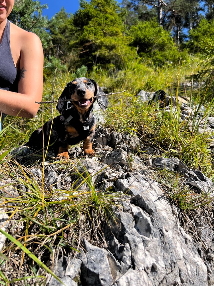 Hundetreffen-Welpen Sozialisierung-Profilbild