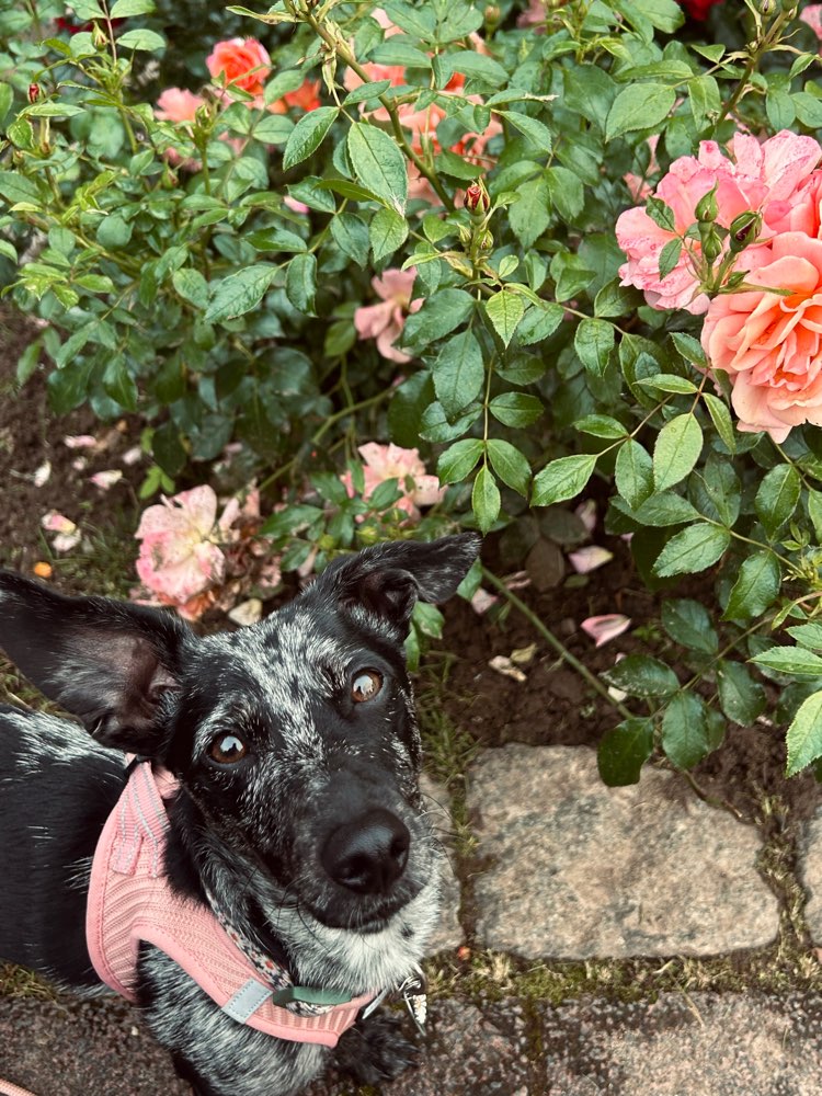 Hundetreffen-Spielen und Gassigehen-Profilbild