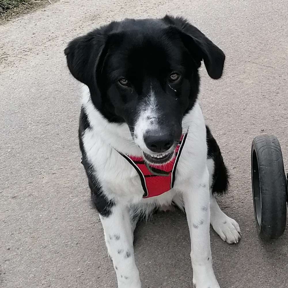 Hundetreffen-Spielgefährten und Spaziergänge-Profilbild