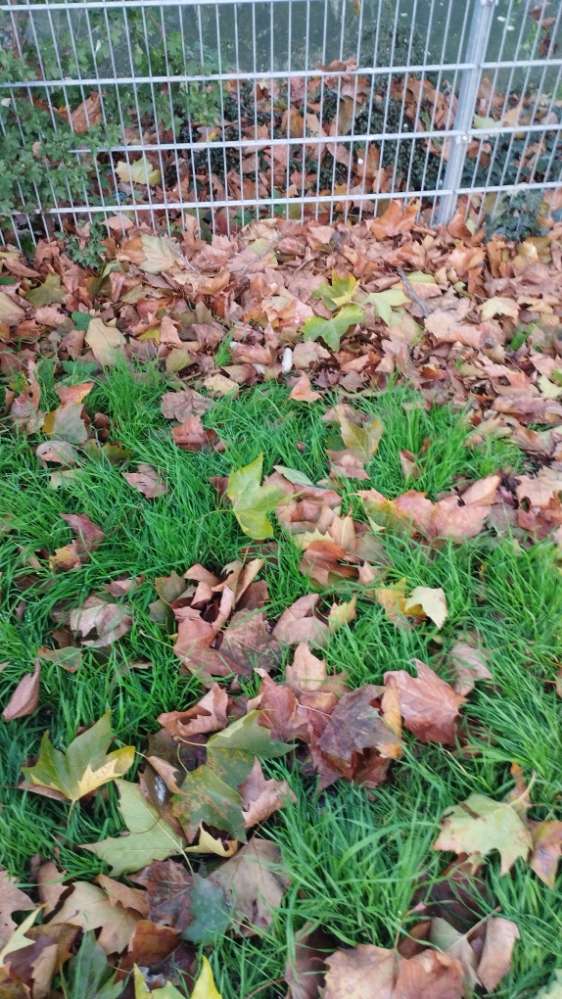 Giftköder-Gefrorene Weißwürste-Profilbild