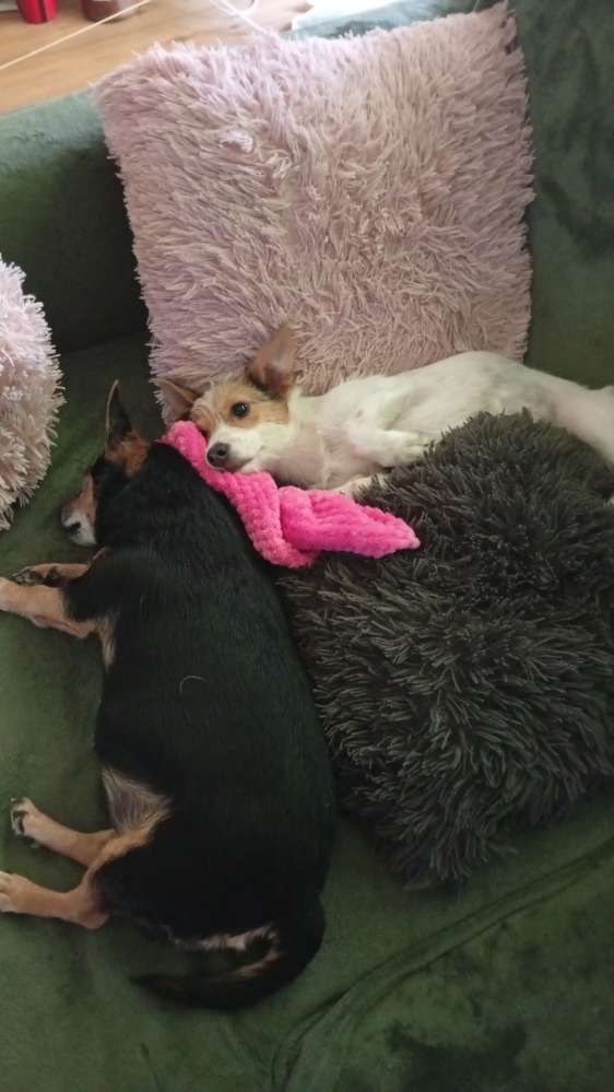 Hundetreffen-Welpen treffen-Profilbild