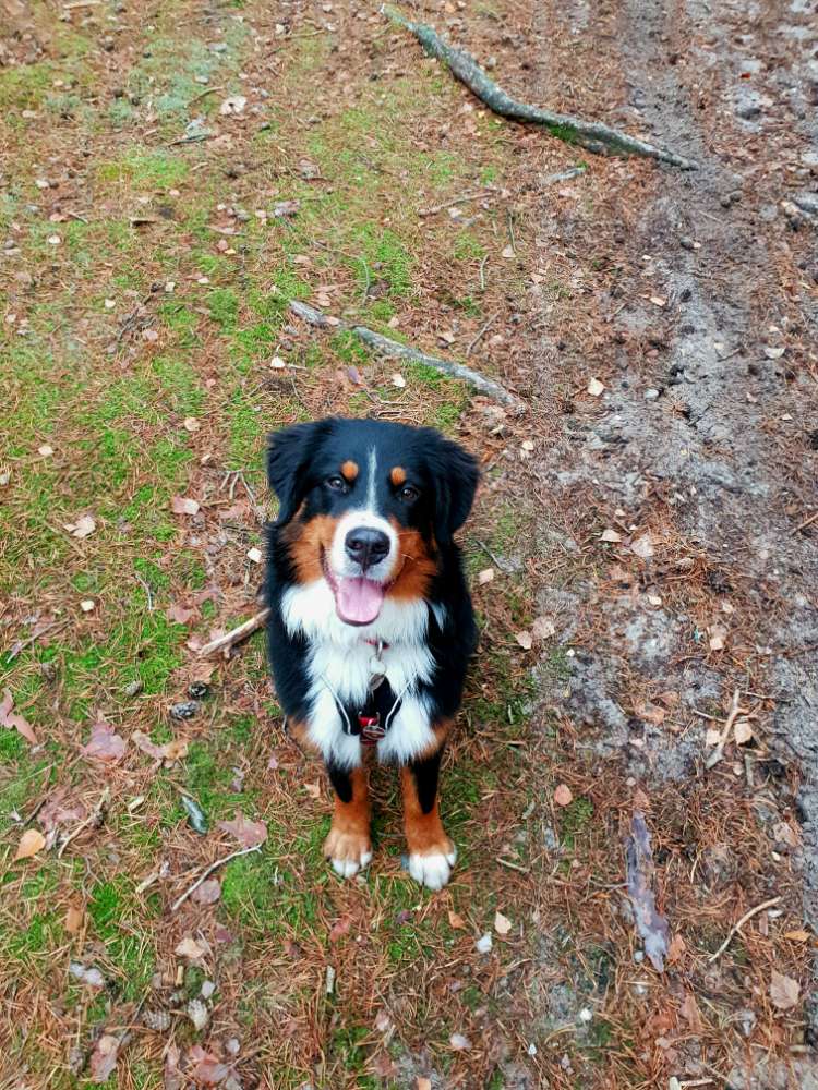 Hundetreffen-Hundefreunde in Blankensee gesucht-Profilbild