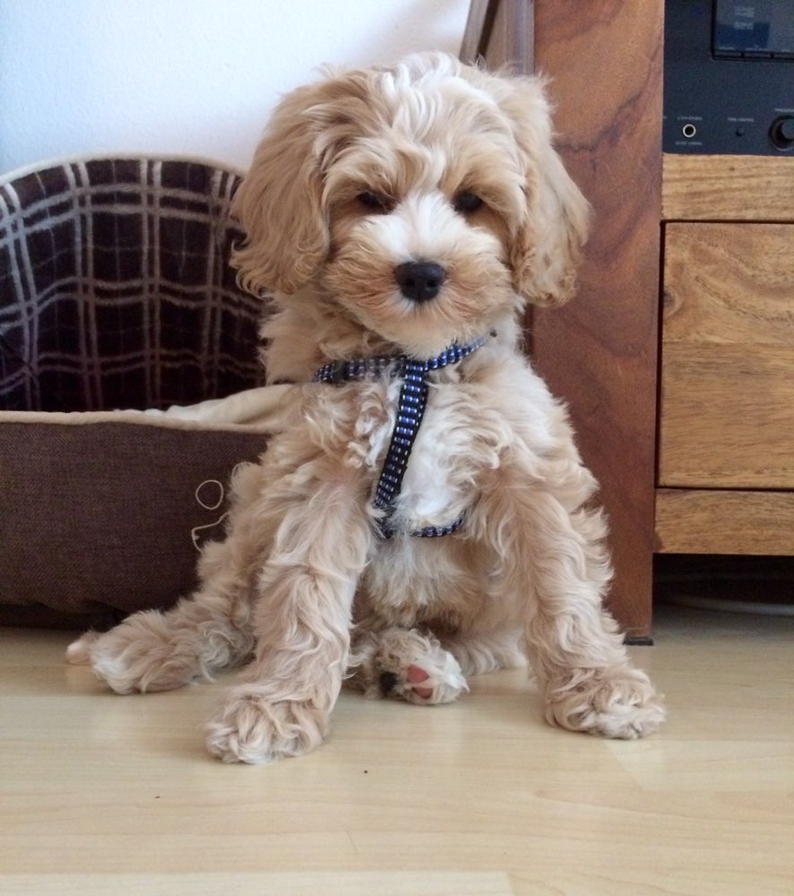 Cockapoo (Züchter) – Zucht – Hundeforum von Dogorama – Dogorama App