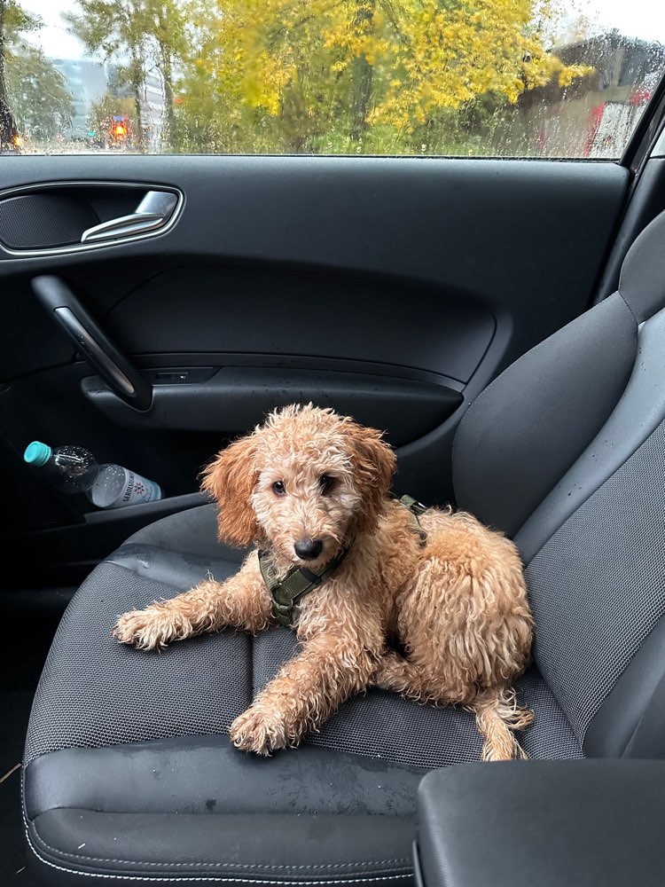 Hundetreffen-Spiel- und Gassifreund gesucht-Profilbild