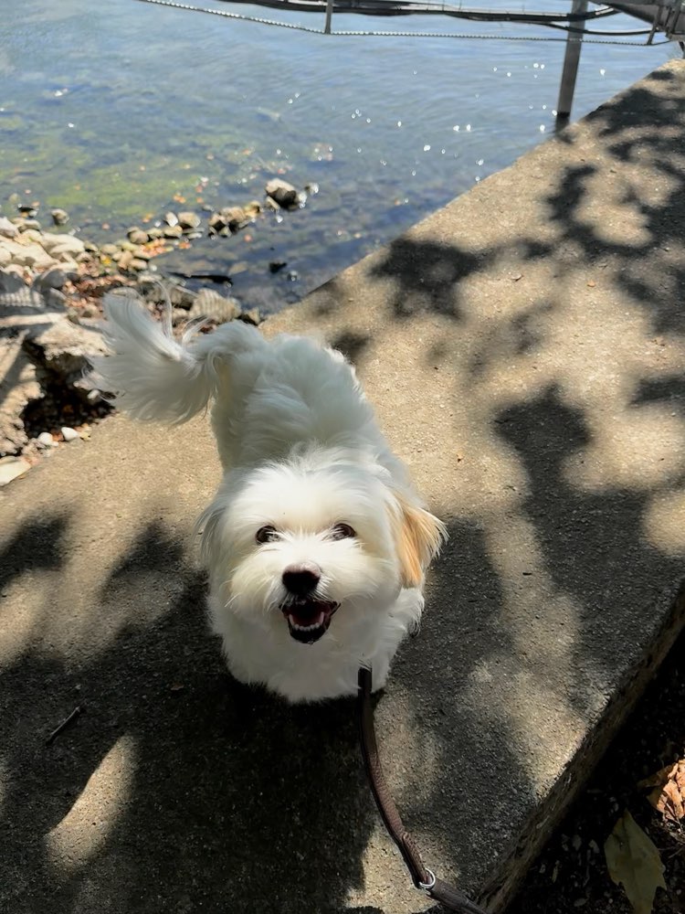 Hundetreffen-Hundefreund/in gesucht-Profilbild