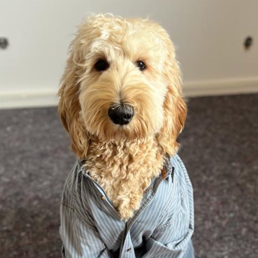 Hundetreffen-Doodle Junghund sucht Spielkameraden-Profilbild