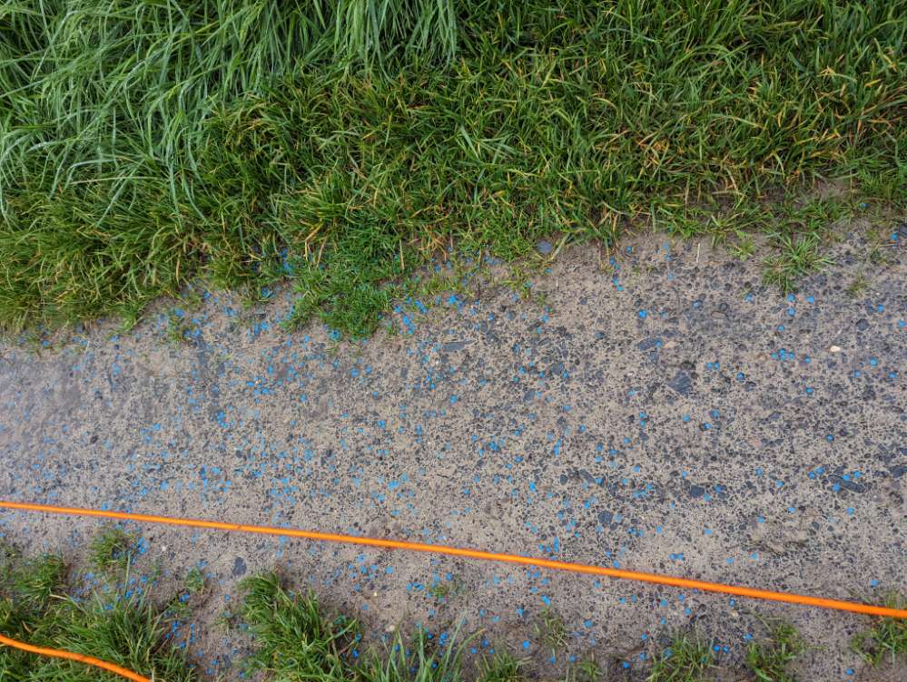 Giftköder-Blau Korn auf Feldweg-Profilbild