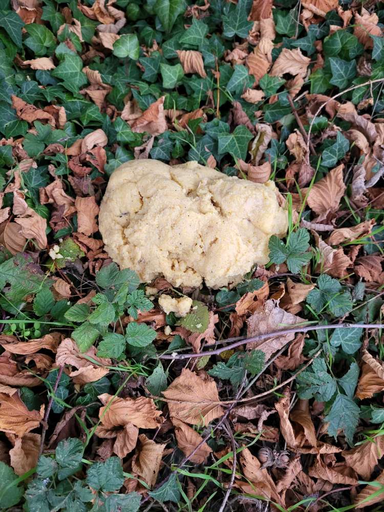 Giftköder-Möglicher Giftköder-Profilbild