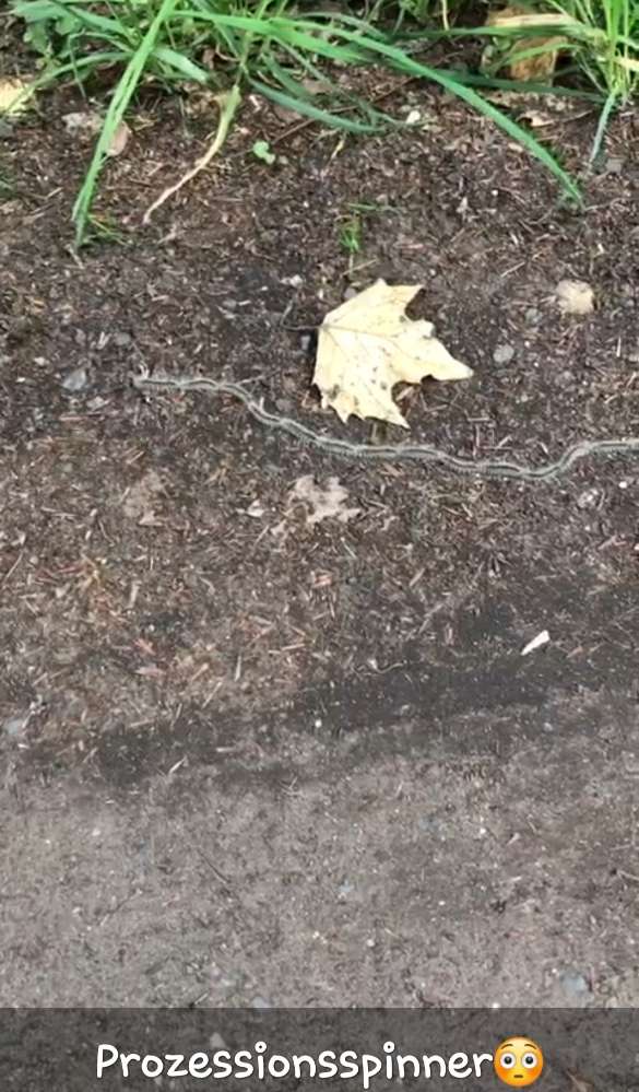 Giftköder-Eichenprozessionsspinner-Profilbild