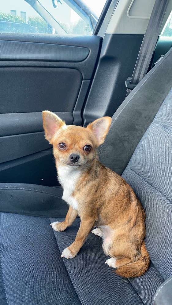 Hundetreffen-Chihuahua Mädchen sucht Spielkameraden-Profilbild