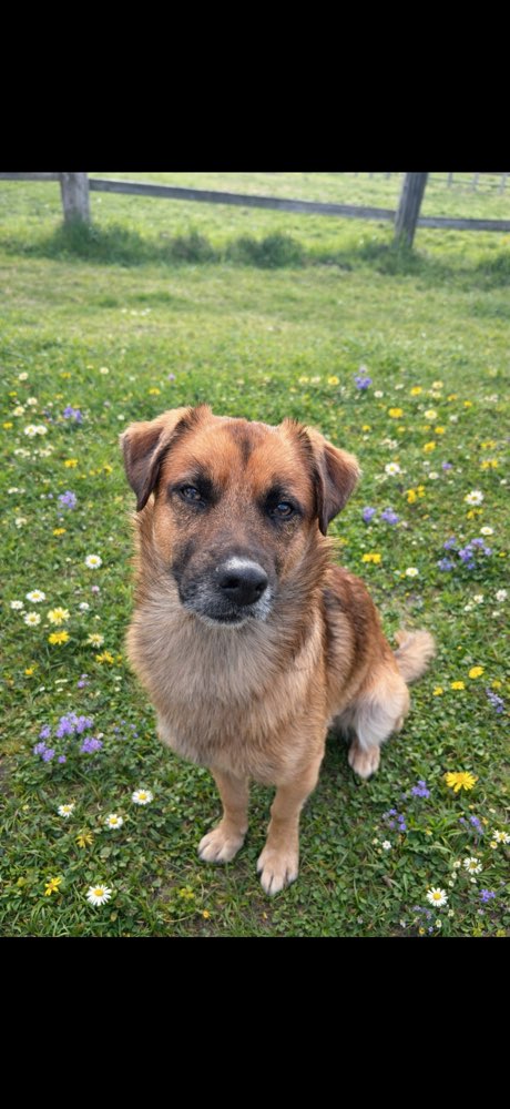 Hundetreffen-Spielen und Trainieren-Profilbild