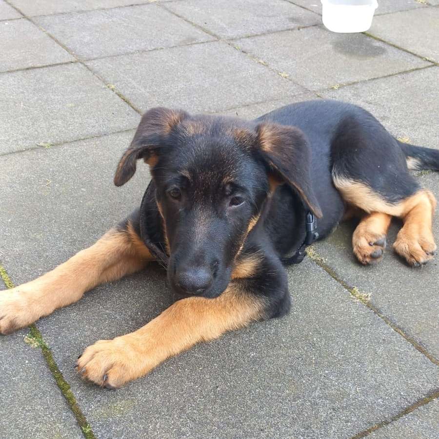 Hundetreffen-Welpentreffen in duisburg hochfeld gesucht-Profilbild