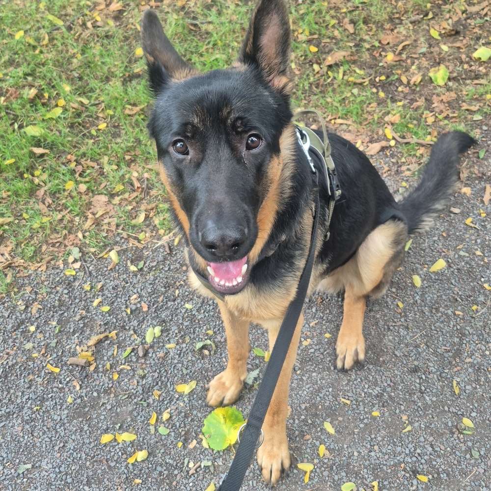 Hundetreffen-Welpentreffen in duisburg hochfeld gesucht-Profilbild