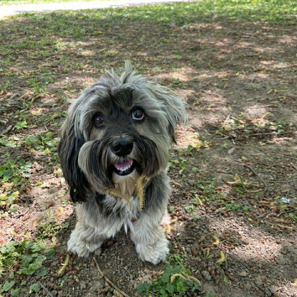 Hundetreffen-Social walk/ gemeinsames Gassigehen-Profilbild