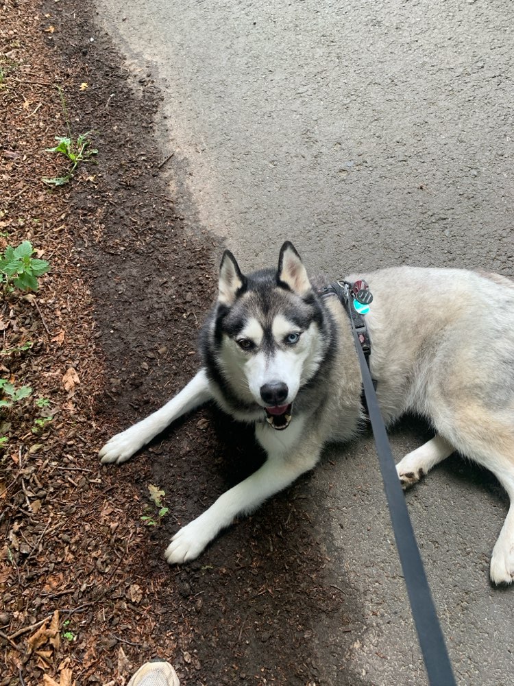 Hundetreffen-Spazieren und Training-Profilbild