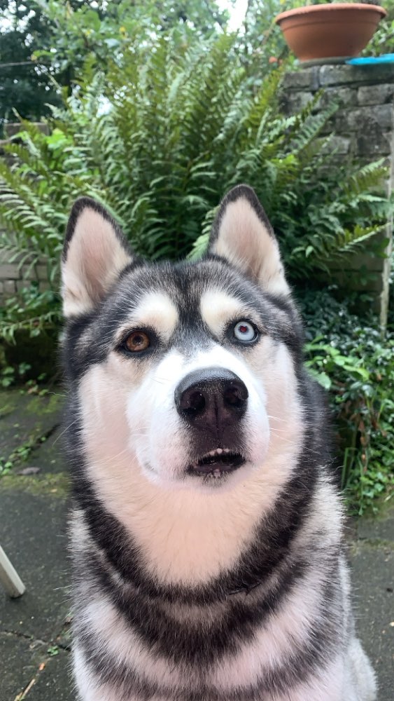 Hundetreffen-Zusammen Spazieren gehen!-Profilbild