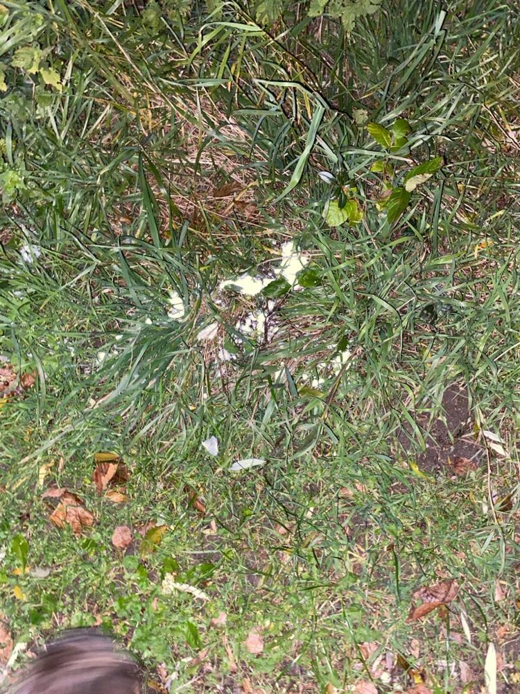 Giftköder-Möglicher Giftköder-Profilbild