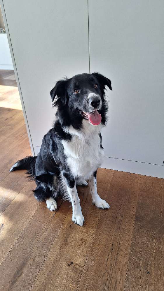 Hundetreffen-Gassirunden & Spielpartner für unseren 1-jährigen Aussie gesucht!-Profilbild