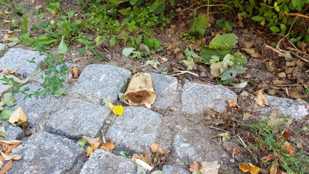 Giftköder-Evtl. Giftköder-Profilbild