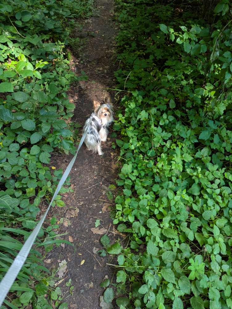 Hundetreffen-Minihunde Spiel+Spaß-Profilbild