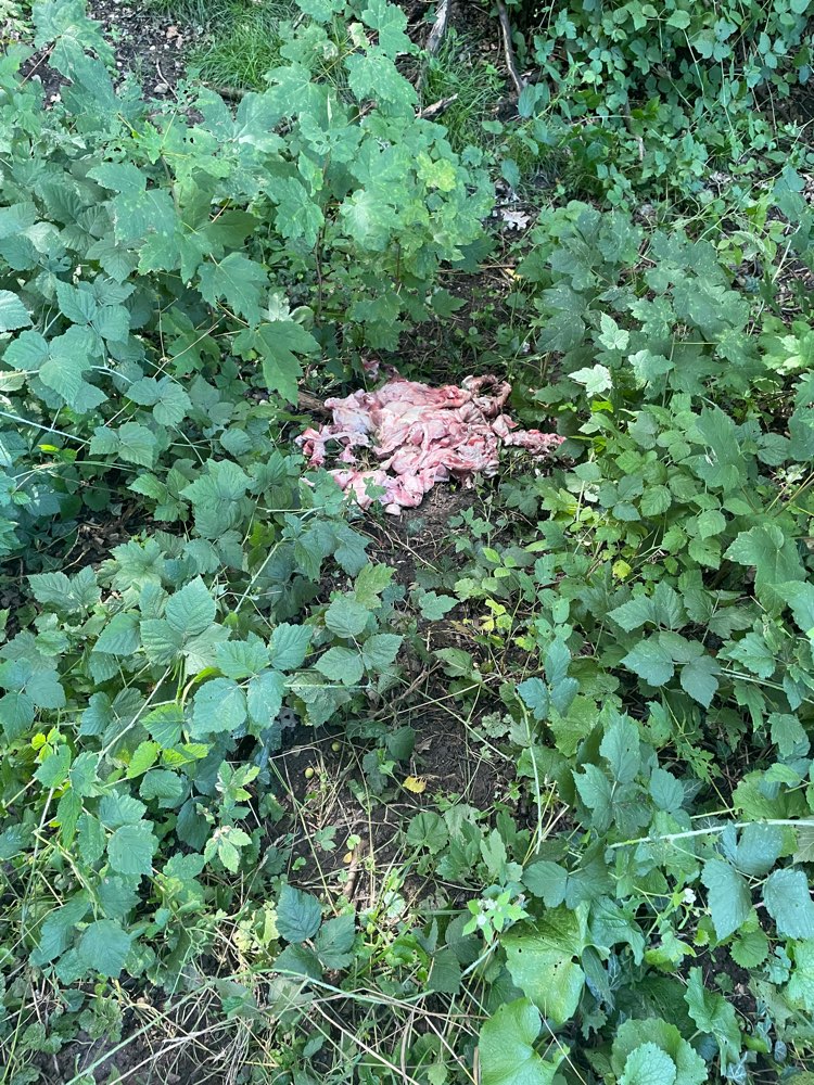 Giftköder-Riesige Menge Fleisch!!!-Profilbild