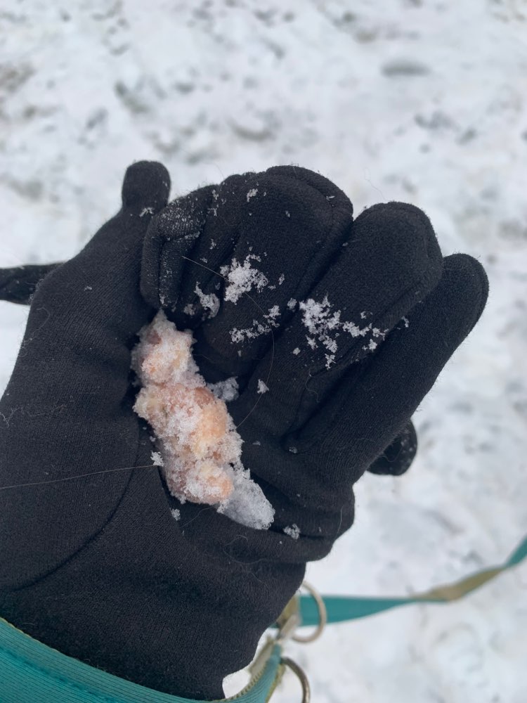 Giftköder-Auffälliges Fleischstück-Giftköder?-Profilbild