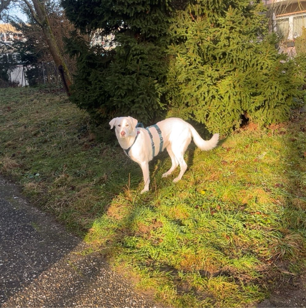 Hundetreffen-Gemeinsame Gassirunde-Profilbild