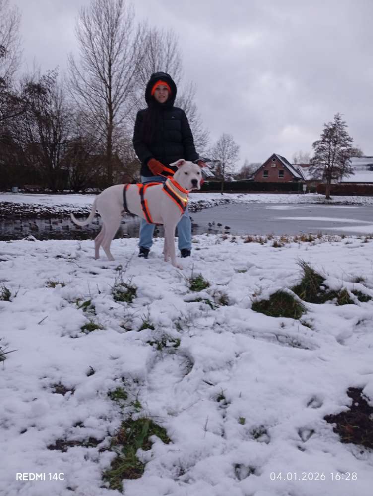 Hundetreffen-Dogo Argentino Snoopy sucht Spielpartner*in-Profilbild