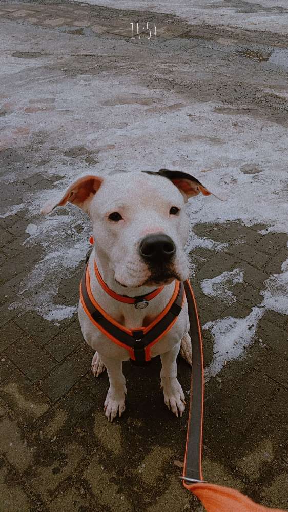 Hundetreffen-Spieltreffen-Profilbild