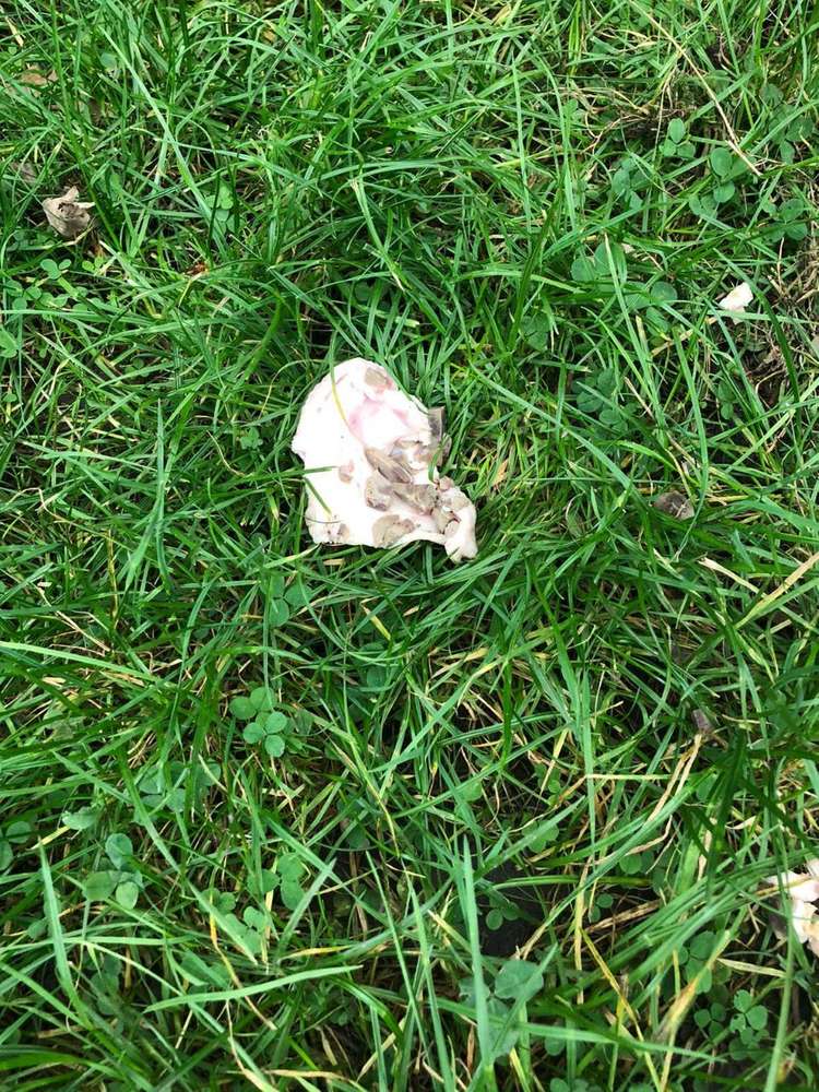 Giftköder-Giftköder-Profilbild