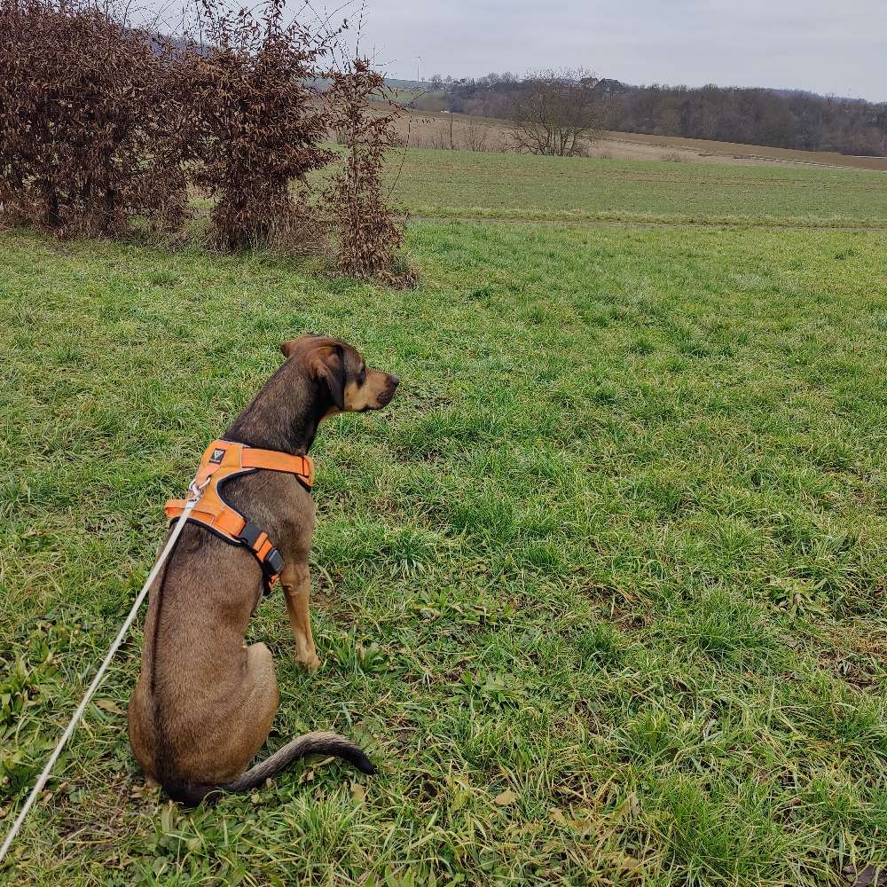 Hundetreffen-Gemeinsame Gassirunden-Profilbild