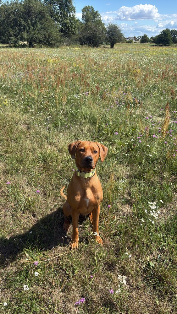 Hundetreffen-Spiel mit großen, aktiven Hunden🧡-Profilbild
