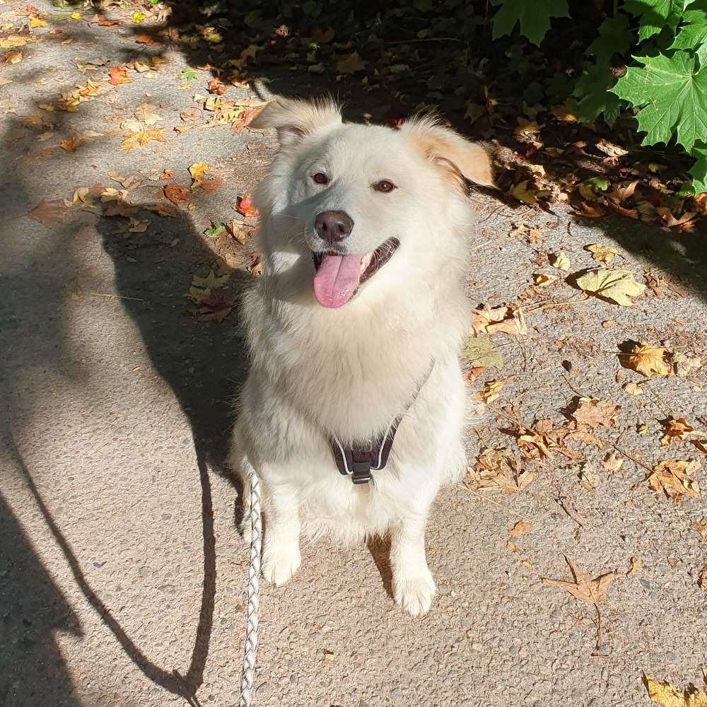 Hundetreffen-Feste Spielpartner gesucht-Profilbild