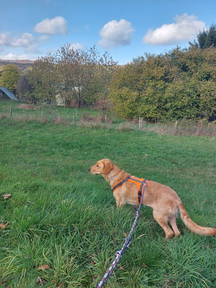 Hundetreffen-Spielgefährten-Profilbild