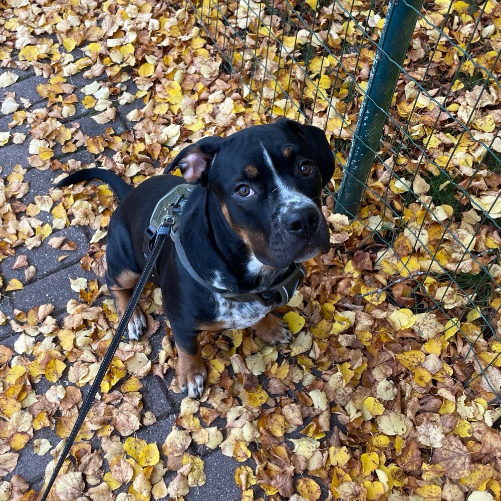 Hundetreffen-Welpentreffen / Hundespielpartner gesucht ☺️-Profilbild