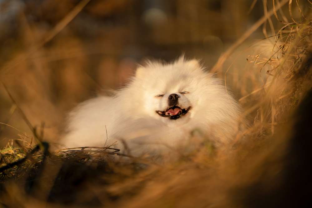 Hundetreffen-Gemeinsamer Spaziergang-Profilbild