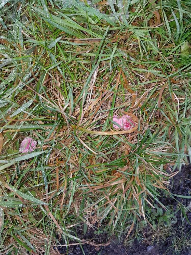 Giftköder-Giftköder-Profilbild