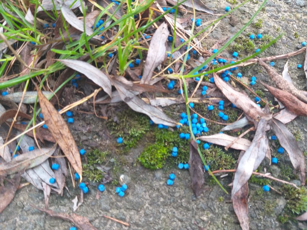 Giftköder-Giftköder - Schneckenkorn-Profilbild