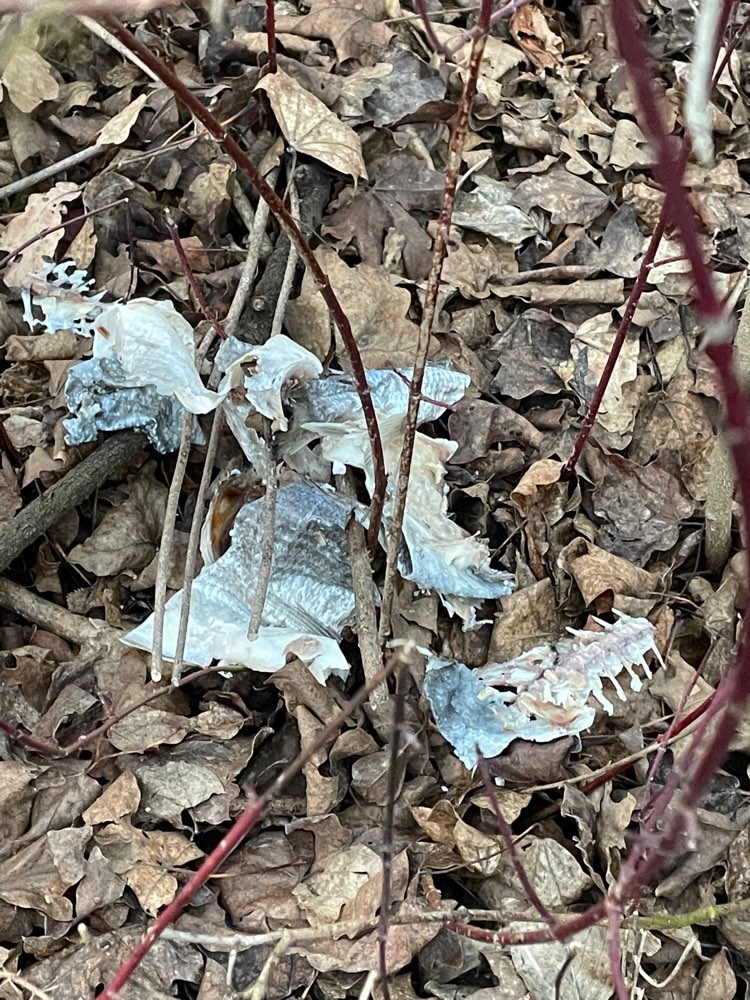 Giftköder-Gekochter Fisch mit dicken Gräten-Profilbild