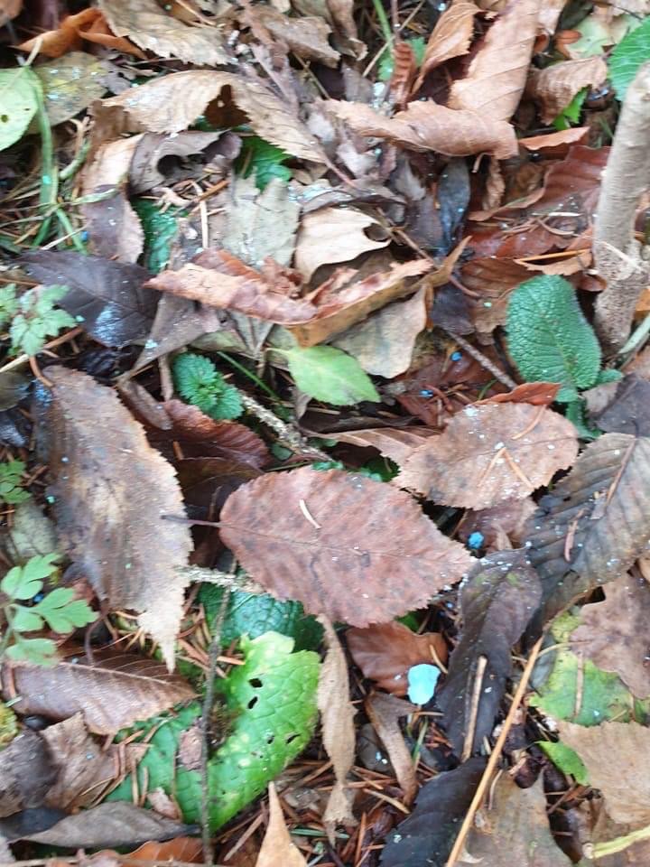 Giftköder-Rattengift-Profilbild