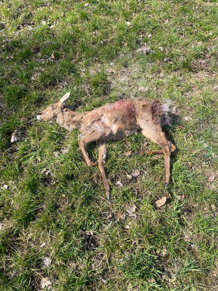 Giftköder-Totes Reh-Profilbild