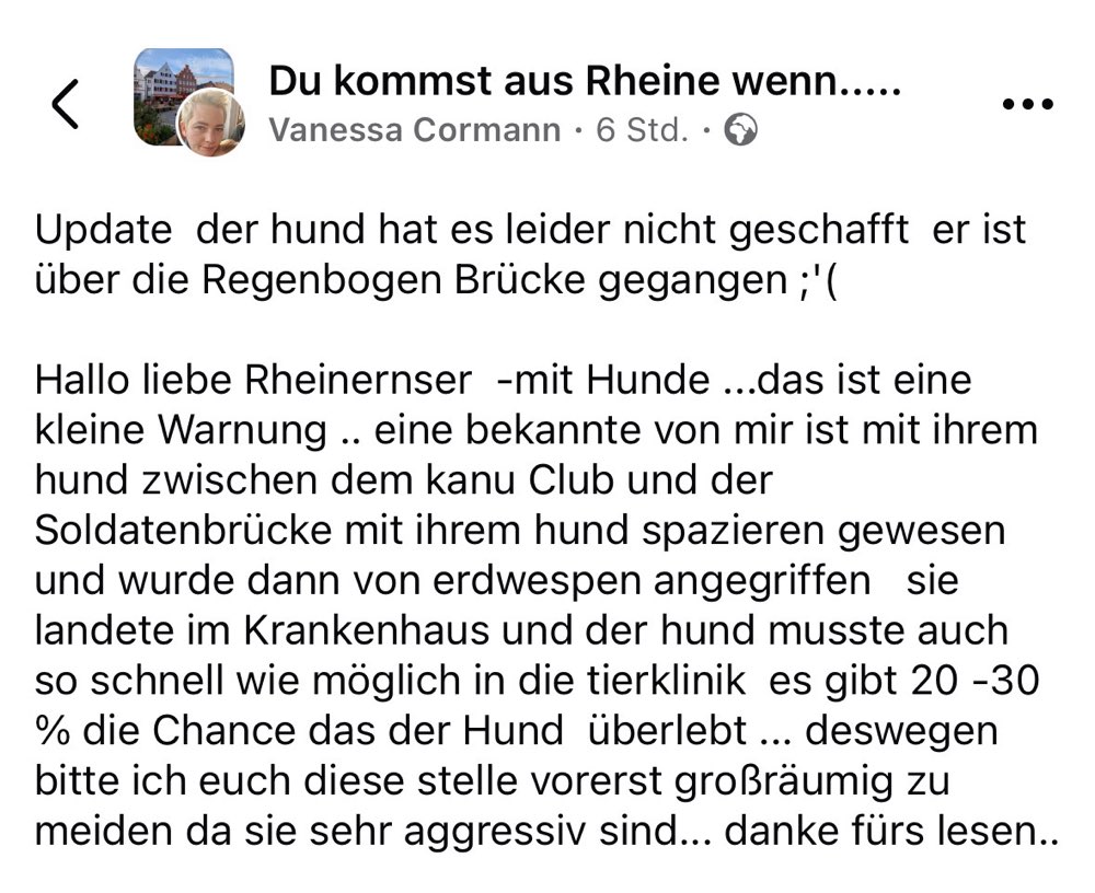 Giftköder-Aggressive Erdwespen-Profilbild