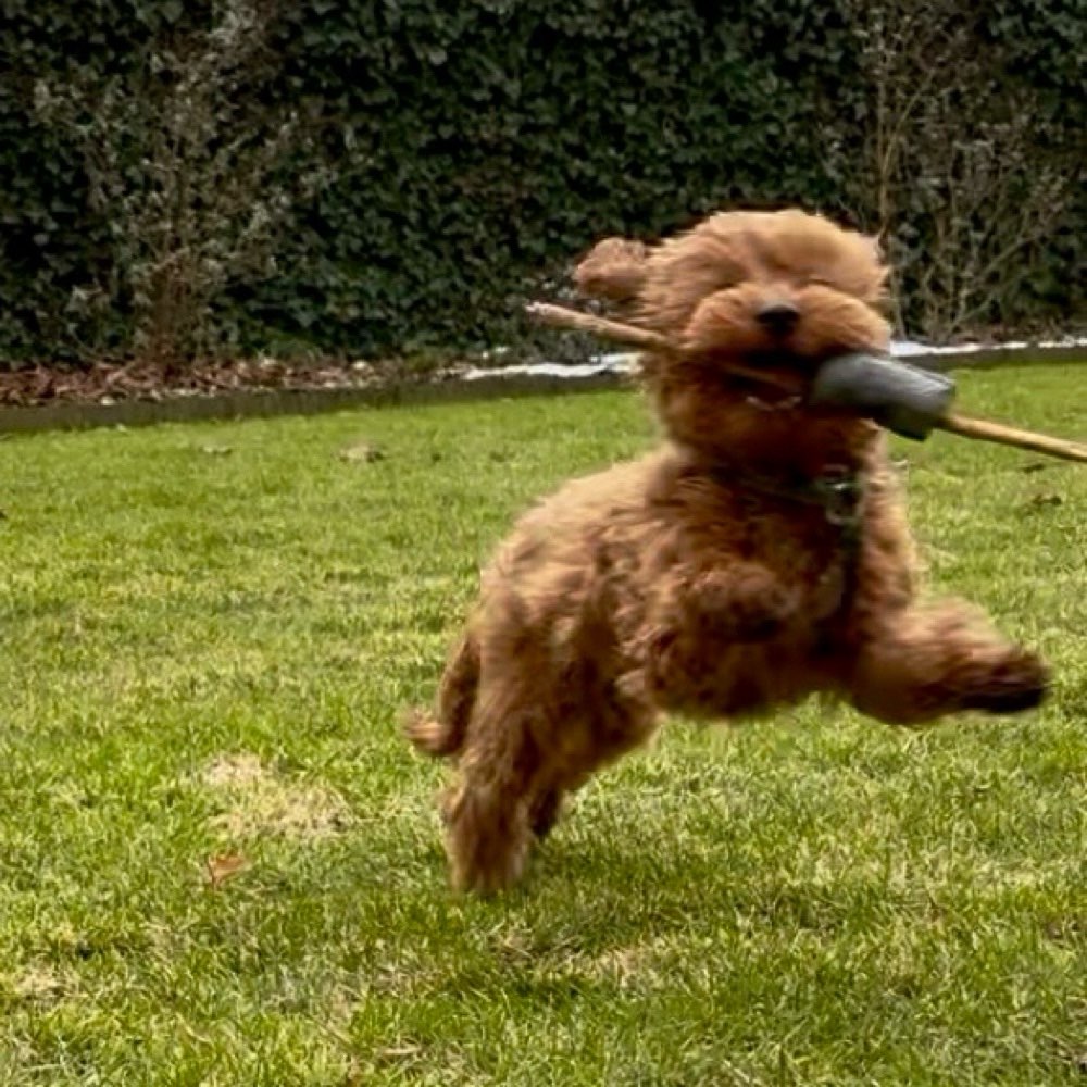 Hundetreffen-Spiel- und Kennenlerntreffen auf Hundewiesen-Profilbild