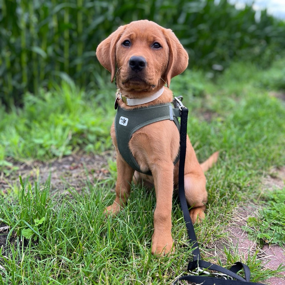 Hundetreffen-Hundekumpel gesucht-Profilbild