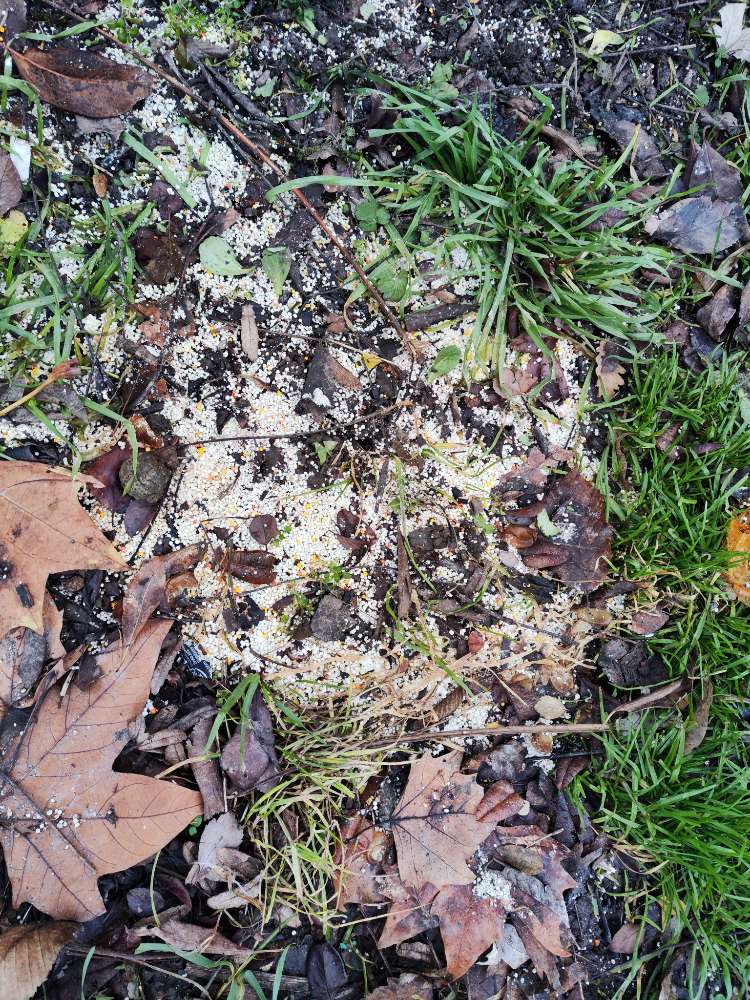 Giftköder-Mögliches Gift?-Profilbild