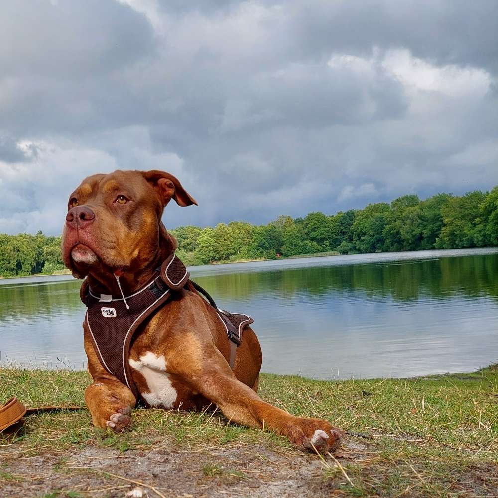 Hundetreffen-Toben ist sooo toll-Profilbild