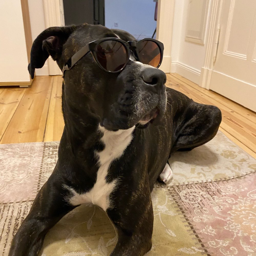 Hundetreffen-Spieltreff-Profilbild