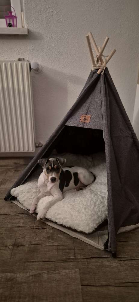 Hundetreffen-Buddy zum spielen oder spazieren gesucht-Profilbild