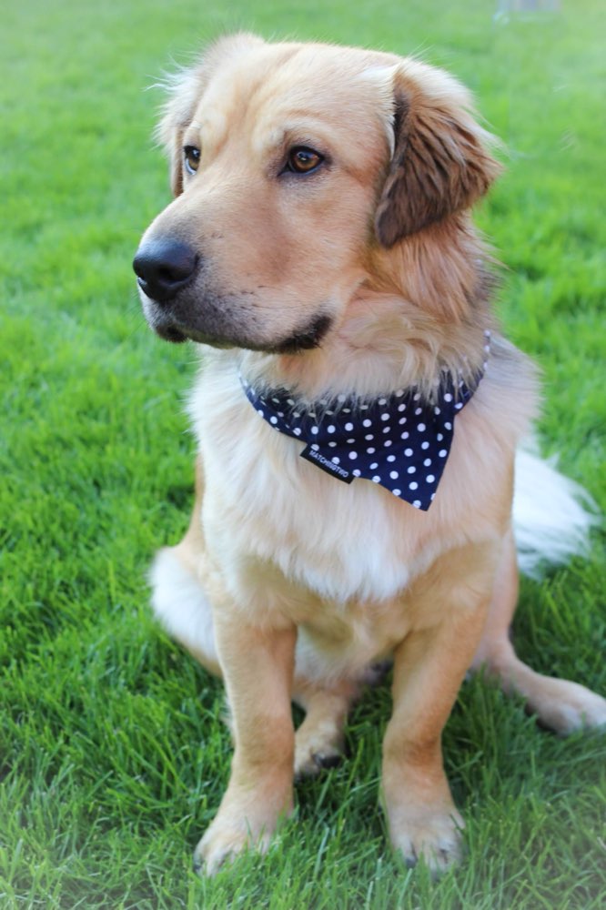 Hundetreffen-Spaziergänge/ Spielen-Profilbild