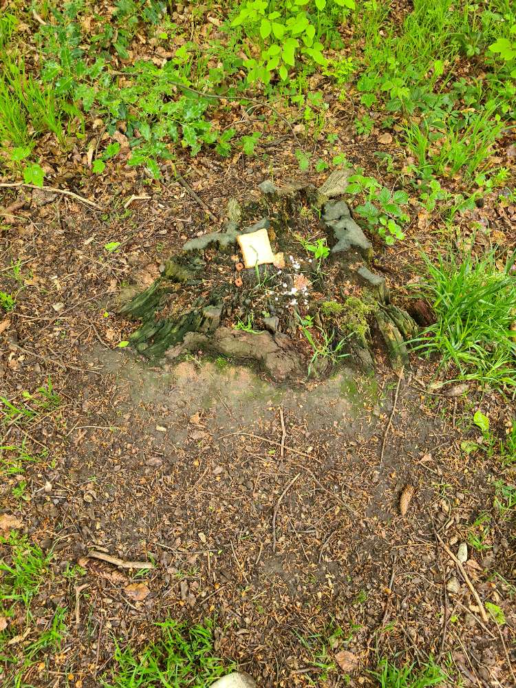 Giftköder-Möglicher Giftköder-Profilbild